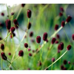 Kvæsurt 'Tanna' Sanguisorba Officinalis 'Tanna' 1 Liter Potte