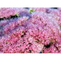 Kinesisk Sankthansurt 'Brillant' Sedum Spectabile 'Brillant' 1 Liter Potte