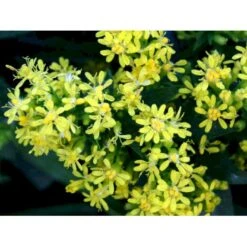 Dværg Gyldenris 'Golden Dwarf' Solidago Hybrid 'Golden Dwarf' 1 Liter Potte