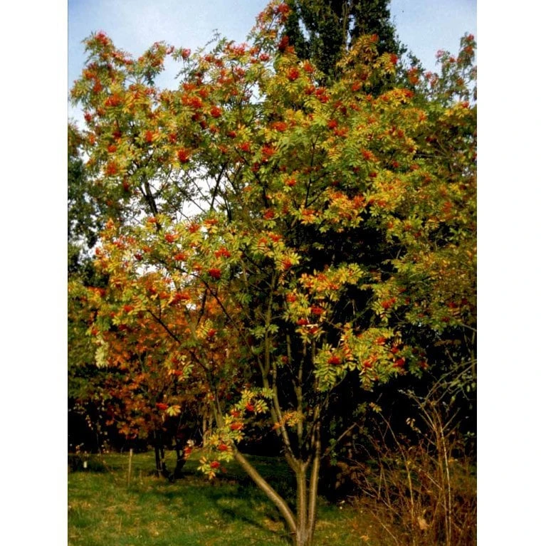 Japansk Røn Sorbus Commixta Heister 175-200 Cm. Med Potte - Billede 3
