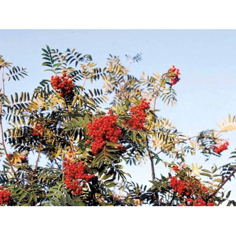 Almindelig Røn Sorbus Aucuparia Potte 7,5 Liter 175-200 Cm. - Billede 5