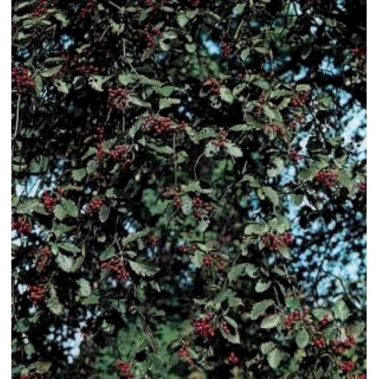 Seljerøn 'Brouwers' Sorbus Intermedia 'Brouwers' Flerstammet,- 150-175 Cm. Med Trådklump - Billede 3