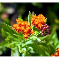 Orange-Silkeplante Asclepias Tuberosa 1 Liter Potte