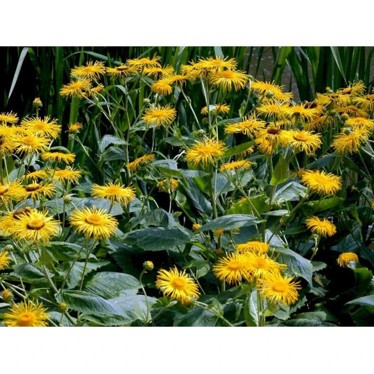 Stor Tusindstråle Telekia Speciosa 1 Liter Potte - Billede 6