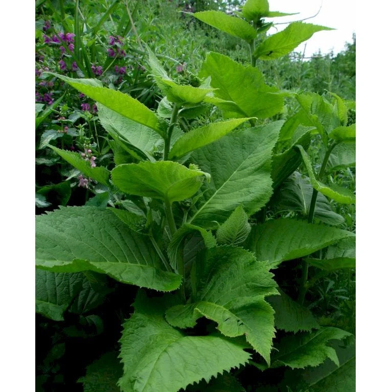 Stor Tusindstråle Telekia Speciosa 1 Liter Potte - Billede 3