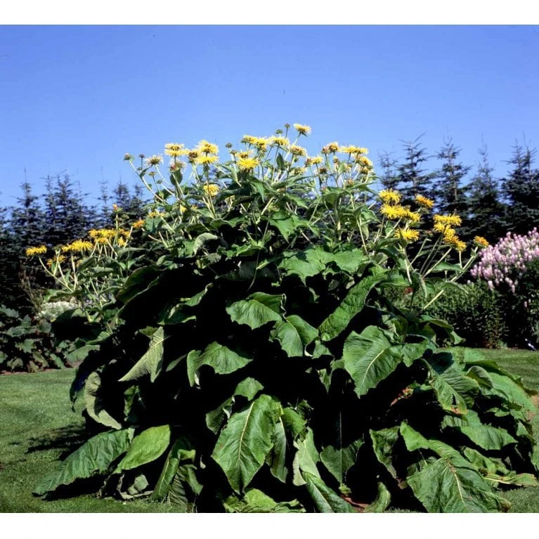 Stor Tusindstråle Telekia Speciosa 1 Liter Potte - Billede 7