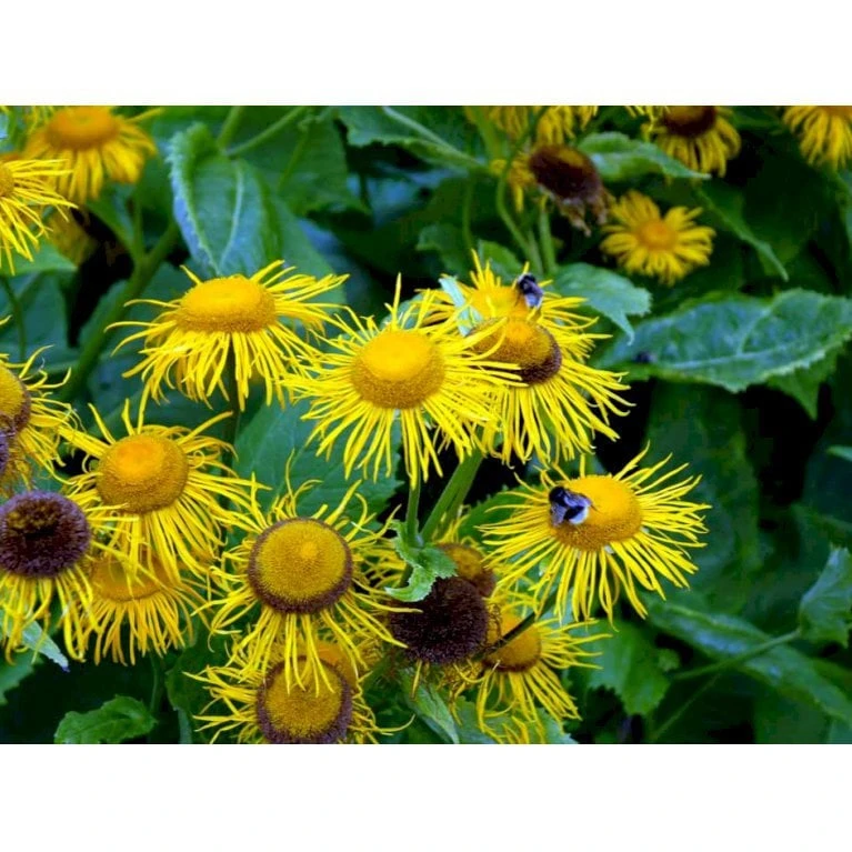 Stor Tusindstråle Telekia Speciosa 1 Liter Potte - Billede 5