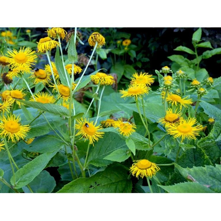 Stor Tusindstråle Telekia Speciosa 1 Liter Potte - Billede 4