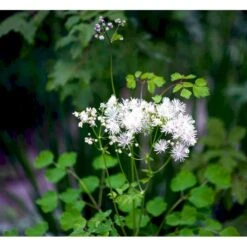 Akeleje Frøstjerne Thalictrum Aquilegifolium 'Album' 1 Liter Potte