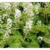 Almindelig Skumblomst Tiarella Cordifolia 1 Liter Potte