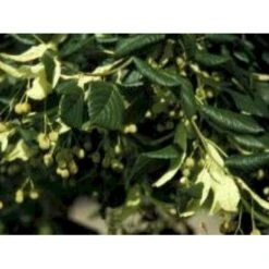 Småbladet Lind 'Erecta' Tilia Cordata 'Erecta' Alletræ, Stammeomkreds 40-45 Cm. Med Klump