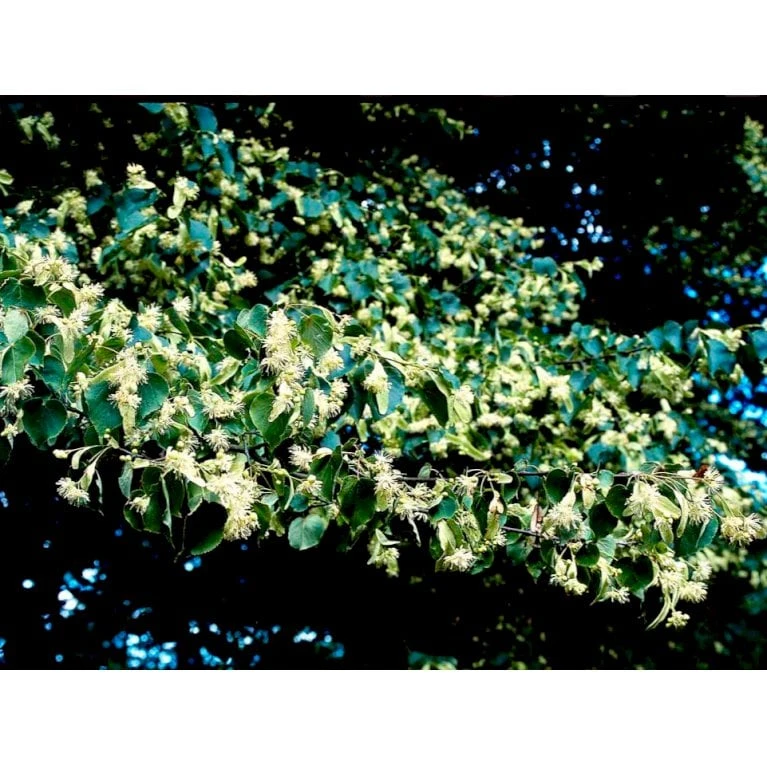 Småbladet Lind 'Greenspire' Tilia Cordata 'Greenspire' Stammehøjde Ca. 220-240cm. + Krone,- Omkreds 20-25 Cm. Med Klump. - Billede 3