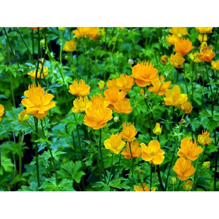 Kinesisk Engblomme 'Golden Queen' Trollius Chinensis 'Golden Queen' 1 Liter Potte - Billede 6