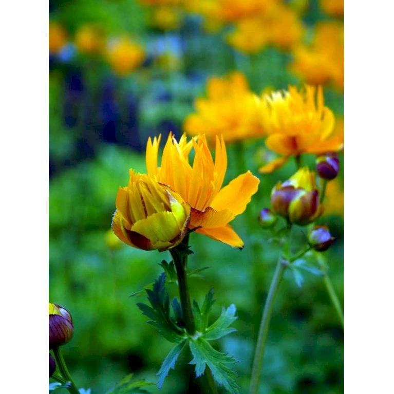 Kinesisk Engblomme 'Golden Queen' Trollius Chinensis 'Golden Queen' 1 Liter Potte - Billede 5