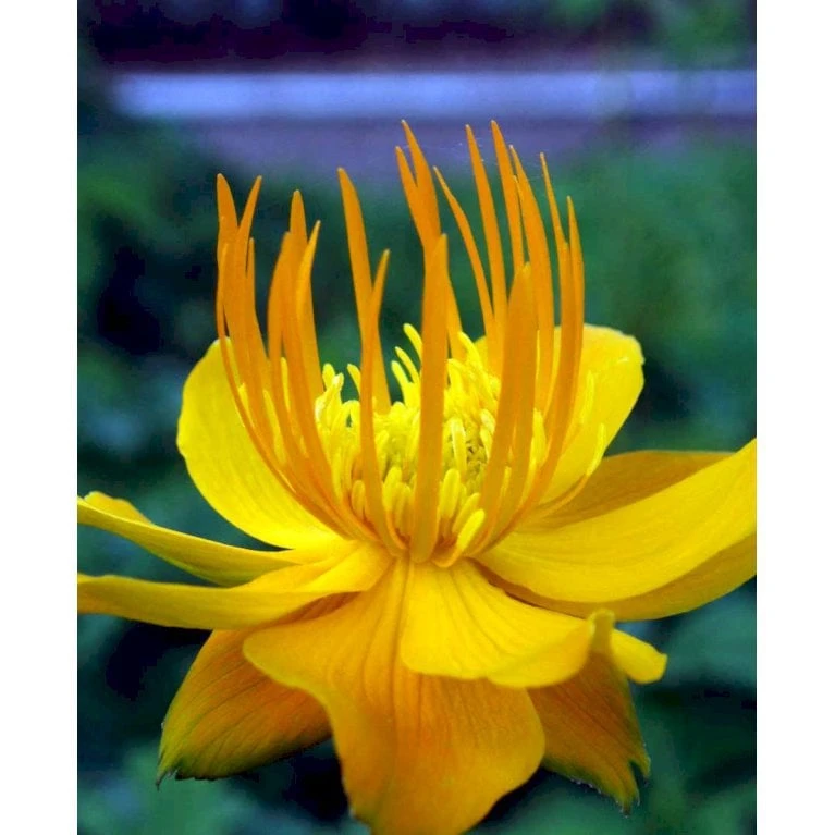 Kinesisk Engblomme 'Golden Queen' Trollius Chinensis 'Golden Queen' 1 Liter Potte - Billede 4