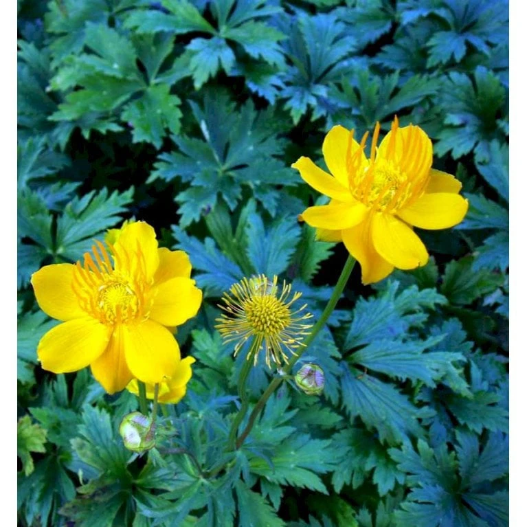 Kinesisk Engblomme 'Golden Queen' Trollius Chinensis 'Golden Queen' 1 Liter Potte - Billede 3