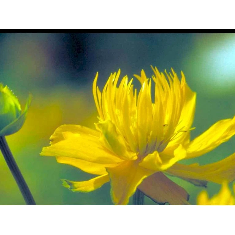 Kinesisk Engblomme 'Golden Queen' Trollius Chinensis 'Golden Queen' 1 Liter Potte - Billede 7