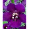 Purpurkongelys Verbascum Phoeniceum 'Violetta' 1 Liter Potte