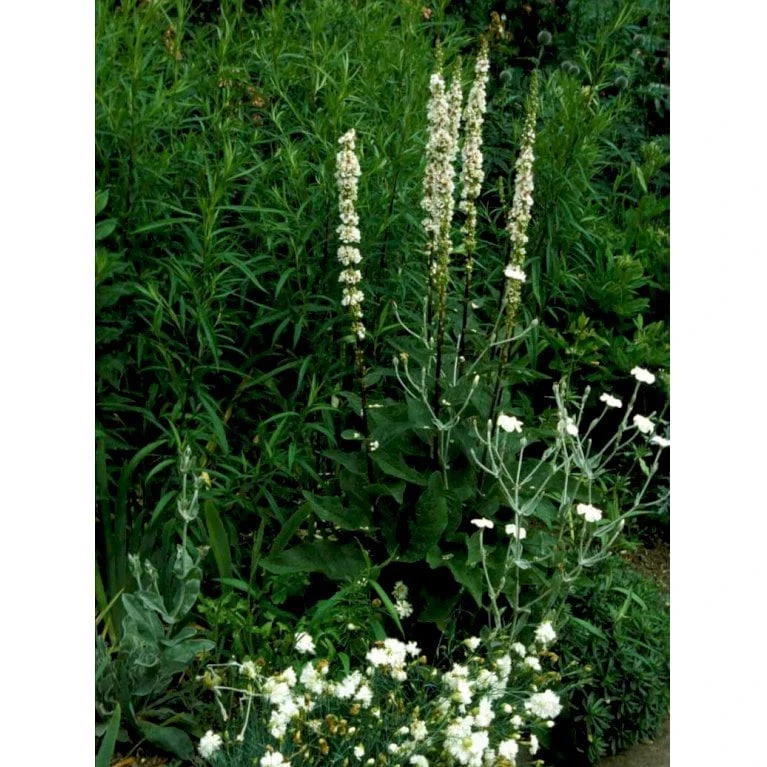 Mørk Kongelys Verbascum Nigrum 'Album' 1 Liter Potte - Billede 3