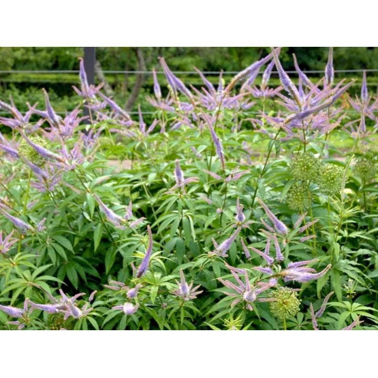 Virginsk Ærenpris 'Apollo' Veronicastrum Virginicum 'Apollo' Potte 2 Liter. - Billede 3