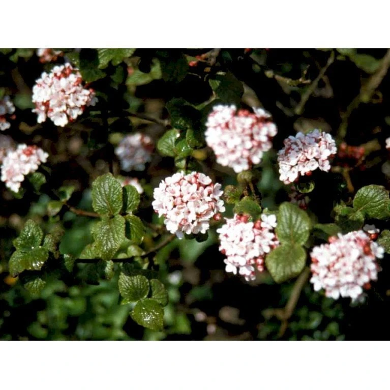 Duft-snebolle 'Aurora' Viburnum Carlesii 'Aurora' Med Klump,- 100-120 Cm.