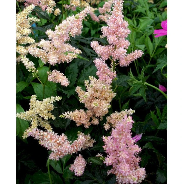 Astilbe 'Europa' Astilbe Japonica 'Europa' 1 Liter Potte - Billede 3