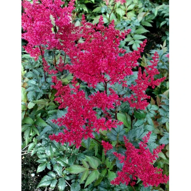 Astilbe 'Montgomery' Astilbe Japonica 'Montgomery' 1 Liter Potte - Billede 3