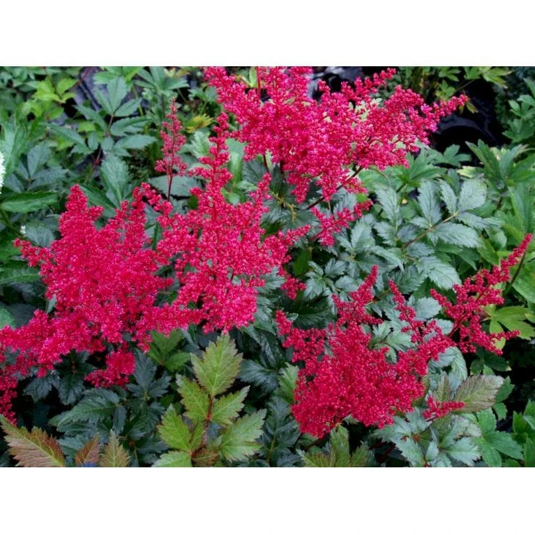 Astilbe 'Montgomery' Astilbe Japonica 'Montgomery' 1 Liter Potte - Billede 4