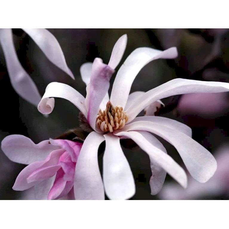 Magnolia 'Leonard Messel' Magnolia X Loebneri 'Leonard Messel' Med Klump,- 150-175 Cm. - Billede 5