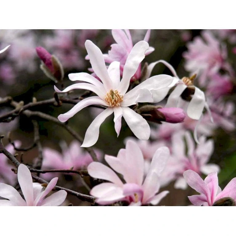 Magnolia 'Leonard Messel' Magnolia X Loebneri 'Leonard Messel' Med Klump,- 150-175 Cm. - Billede 4