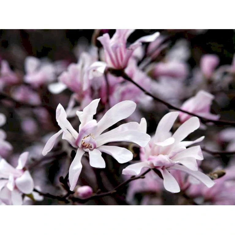 Magnolia 'Leonard Messel' Magnolia X Loebneri 'Leonard Messel' Med Klump,- 150-175 Cm. - Billede 3