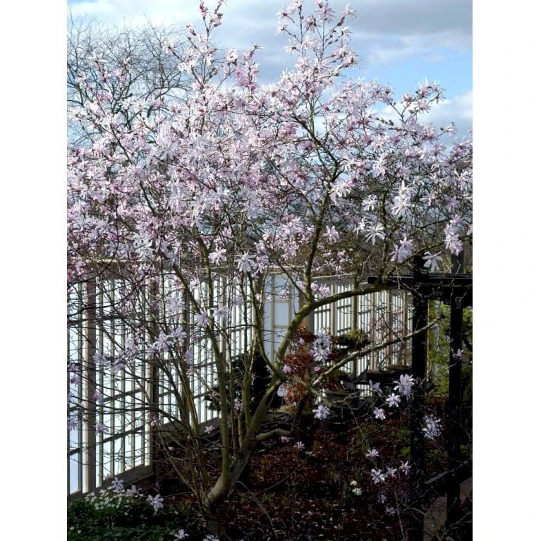 Magnolia 'Leonard Messel' Magnolia X Loebneri 'Leonard Messel' Med Klump,- 150-175 Cm. - Billede 6