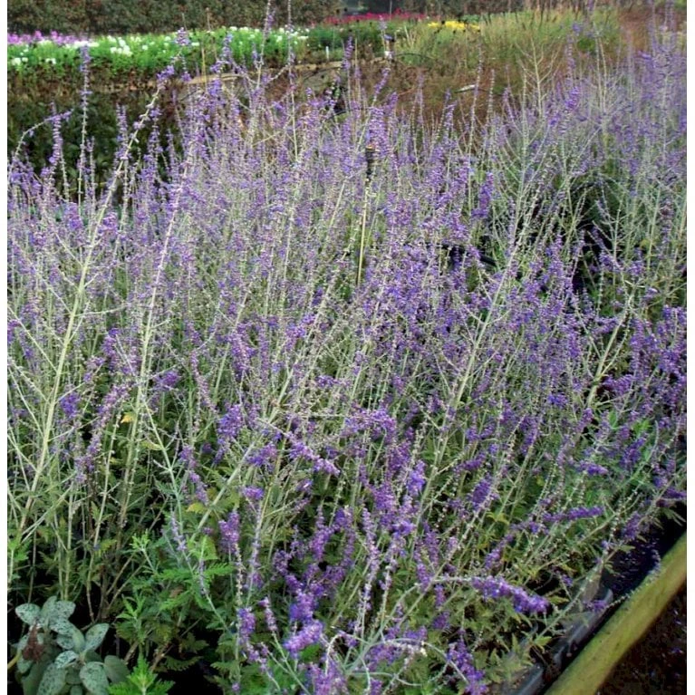 Russisk Salvie 'Blue Spire' Perovskia Atriplicifolia 'Blue Spire' Potte 2 Liter. - Billede 7