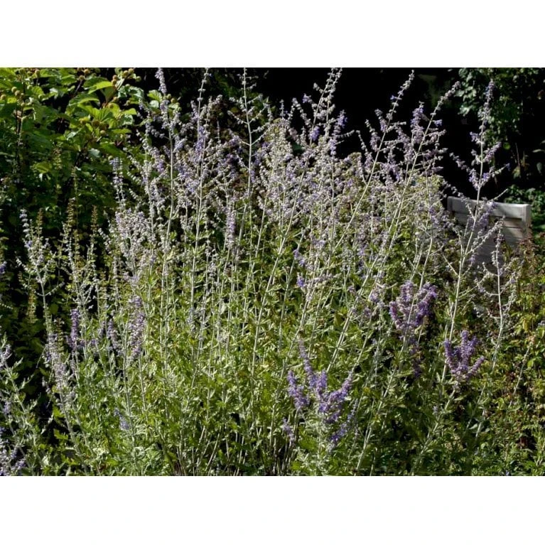 Russisk Salvie 'Blue Spire' Perovskia Atriplicifolia 'Blue Spire' Potte 2 Liter. - Billede 6