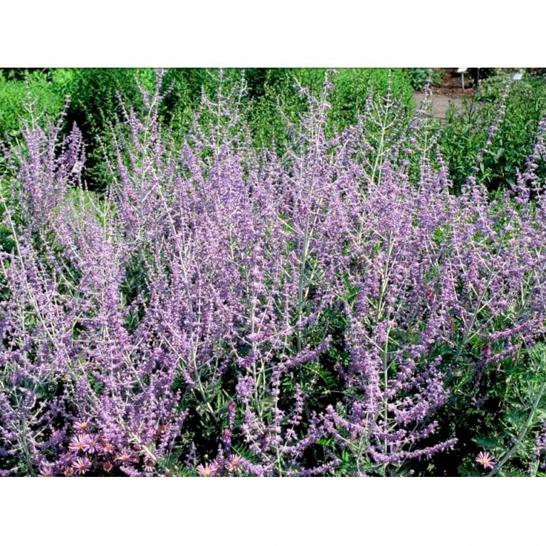 Russisk Salvie 'Blue Spire' Perovskia Atriplicifolia 'Blue Spire' Potte 2 Liter. - Billede 5