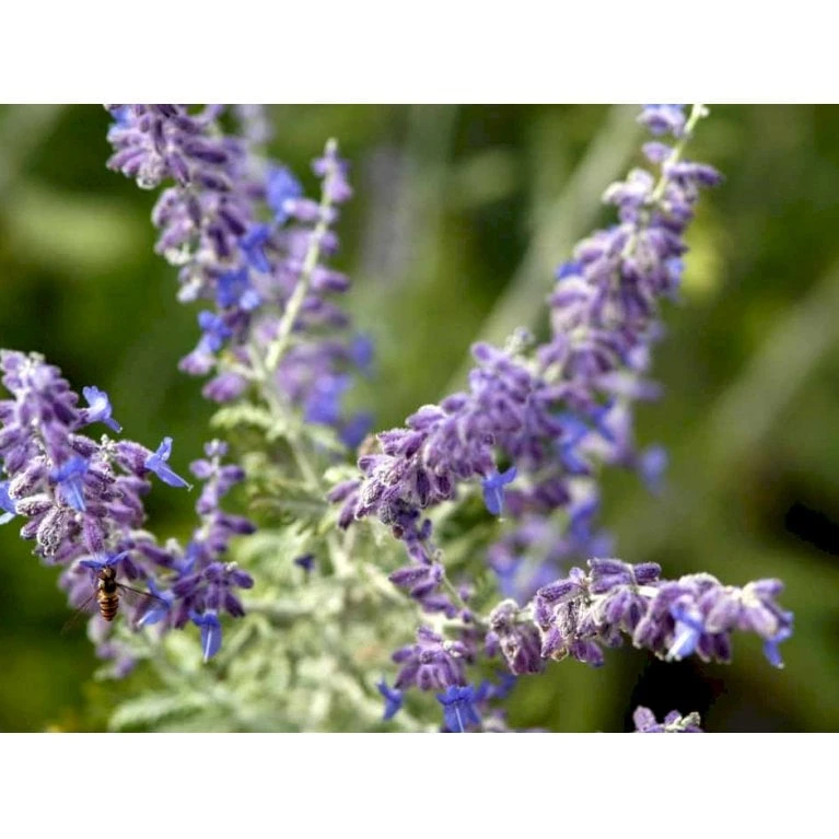 Russisk Salvie 'Blue Spire' Perovskia Atriplicifolia 'Blue Spire' Potte 2 Liter. - Billede 4