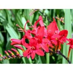 Montbretia Crocosmia Hybrid 'Lucifer' 5 Liter Potte