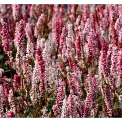 Tæppepileurt 'Darjeeling Red' Persicaria Affinis 'Darjeeling Red' 10 Cm. Potte
