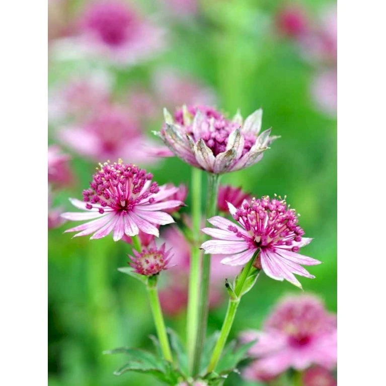 Stjerneskærm 'Roma' Astrantia Major 'Roma' 1 Liter Potte - Billede 3