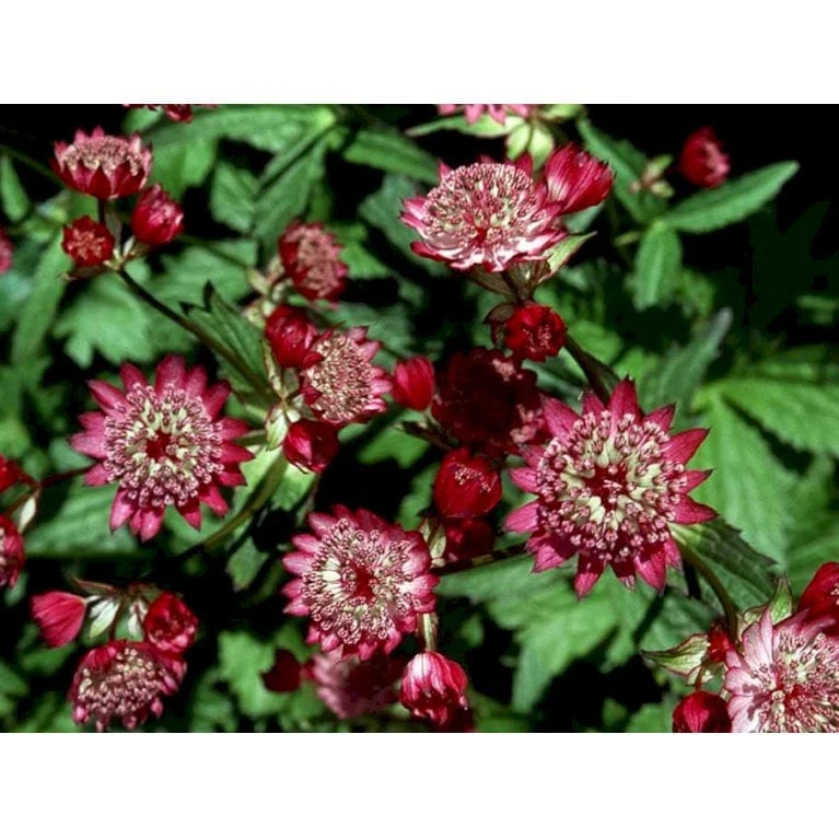 Stjerneskærm 'Rosensinfonie' Astrantia Major 'Rosensinfonie' 1 Liter Potte - Billede 4