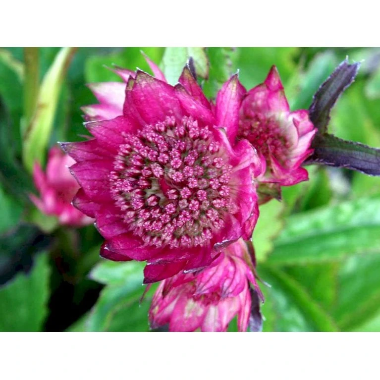 Stjerneskærm 'Rosensinfonie' Astrantia Major 'Rosensinfonie' 1 Liter Potte - Billede 3