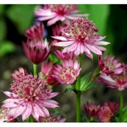 Stjerneskærm 'Rosensinfonie' Astrantia Major 'Rosensinfonie' 1 Liter Potte