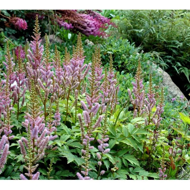 Astilbe 'Pumila' Astilbe Chinensis 'Pumila' 1 Liter Potte - Billede 3