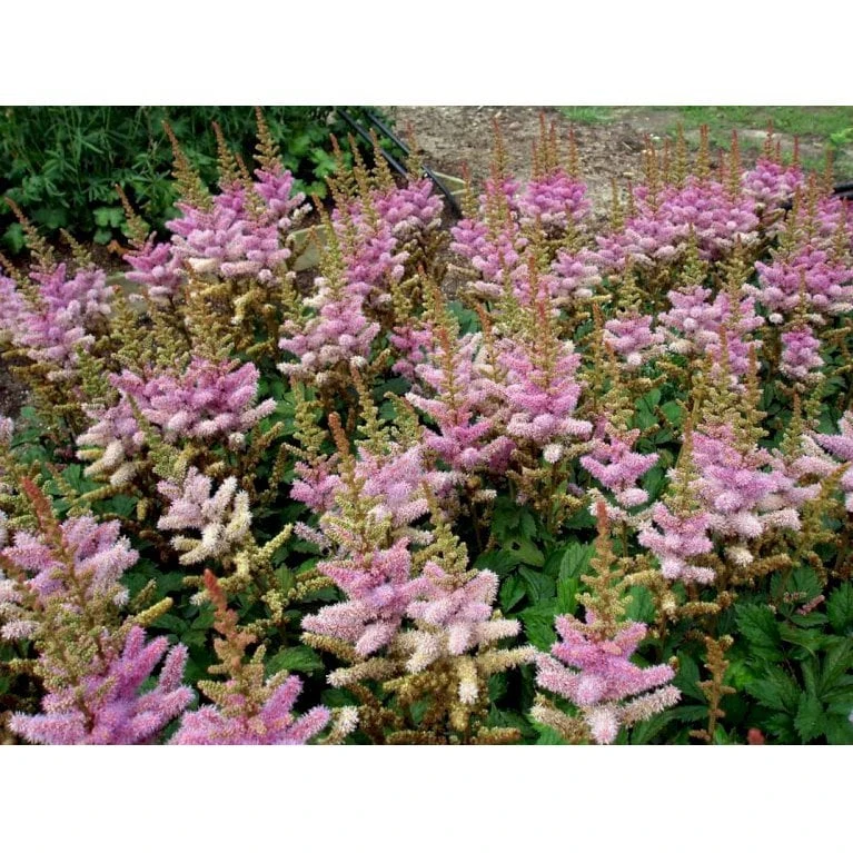 Astilbe 'Pumila' Astilbe Chinensis 'Pumila' 1 Liter Potte - Billede 4