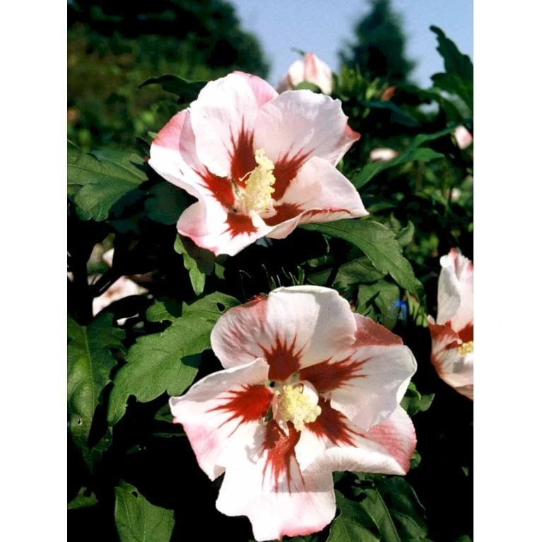 Syrisk Rose 'Hamabo' Hibiscus Syriacus 'Hamabo' Potte 2,0 Liter,- 30-40 Cm. - Billede 3