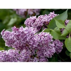 'Sensation' Syringa Vul. 'Sensation' (storblomstrende) Med Klump,- 125-150 Cm.