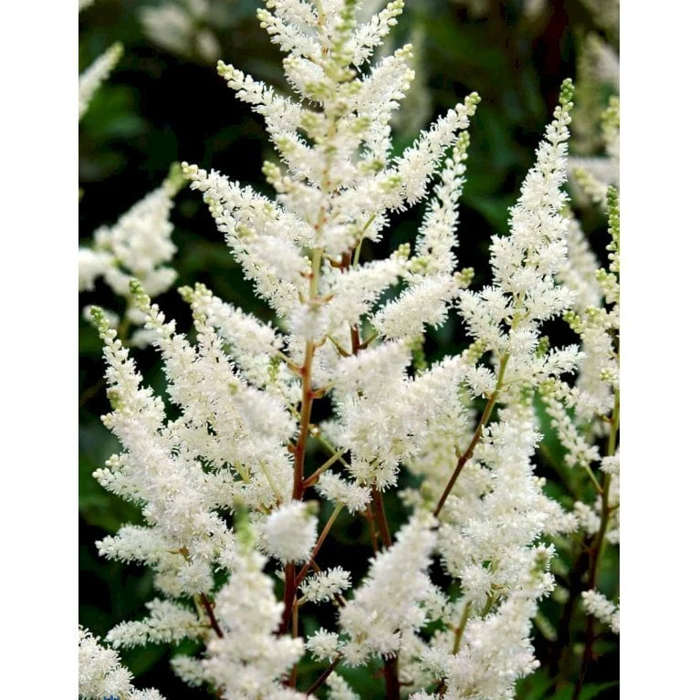 Astilbe 'Diamant' Astilbe Arendsii 'Diamant' 1 Liter Potte