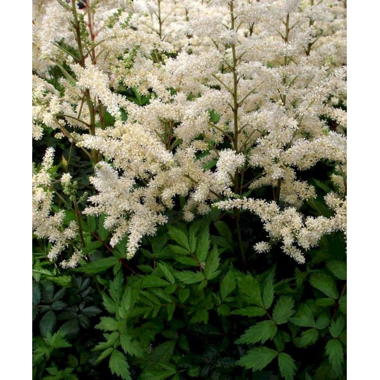 Astilbe 'Diamant' Astilbe Arendsii 'Diamant' 1 Liter Potte - Billede 3