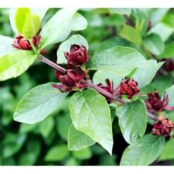Kanelbusk Calycanthus Floridus Trådklump,- 125-150 Cm.