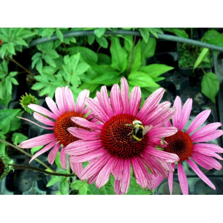 Solhat 'Rubinstern' Echinacea Purpurea 'Rubinstern' 1 Liter Potte - Billede 4